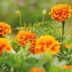 What is Eating My Marigolds? — Let's Find Out Right Now! 2