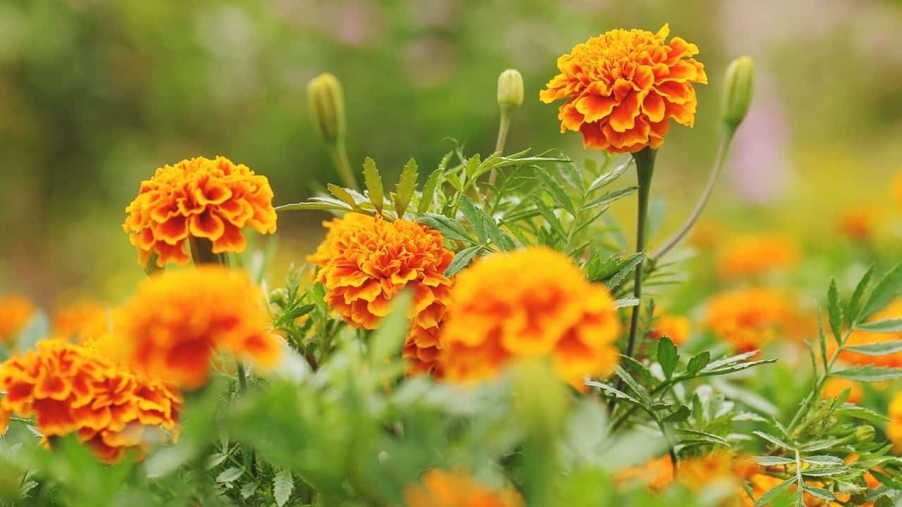 what-is-eating-my-marigolds-let-s-find-out-right-now