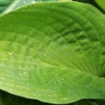 What is Eating My Hostas? — The Guilty Culprits Exposed 2