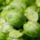 Giant Basil Dreams: Top 8 Tips for Growing Basil to Impressive Heights