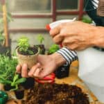 How Often To Water Basil? Must-Know Facts! 3