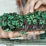 How To Grow Microgreens Without Soil The Right Way! 5