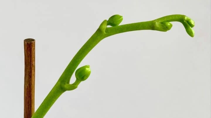 Why Is My Orchid Stem Turning Yellow? 6 Reasons