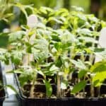 Why Is My Tomato Seedlings Wilting? Well, Here's Why! 1