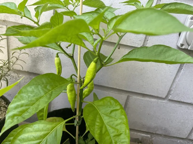 A bountiful harvest is possible with the right fertilization regime. I added some fertilizer before planting this hot chili in its pot