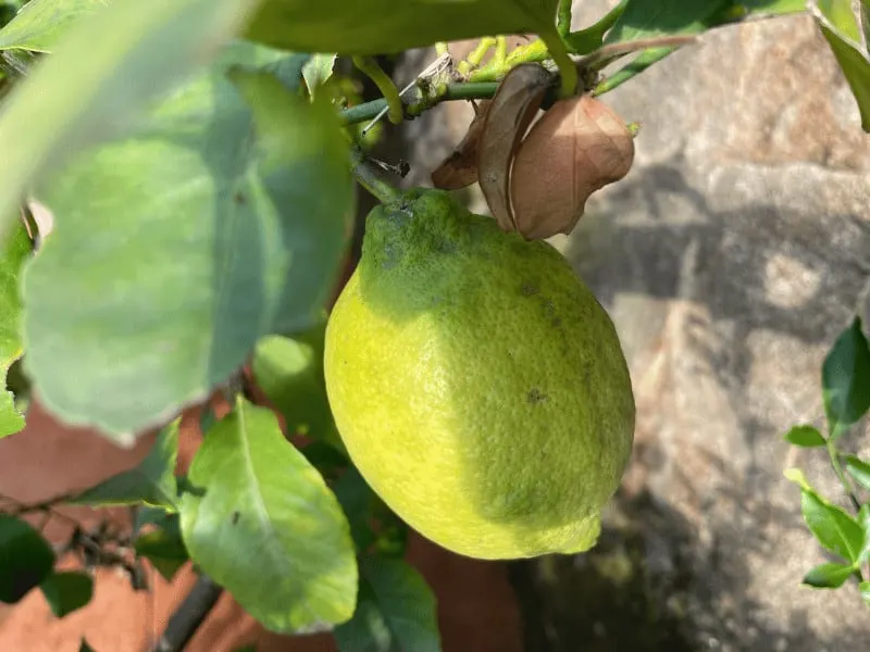 A ripening lemon on a tree