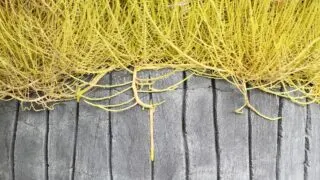 Aerial Orchid Roots
