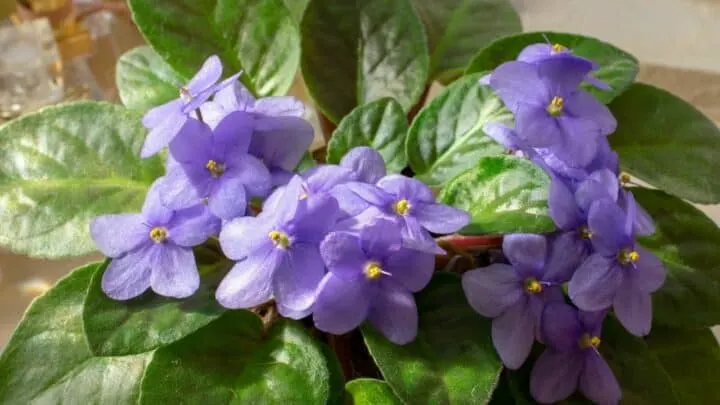 African Violet Diseases &ndash; All You Need to Know