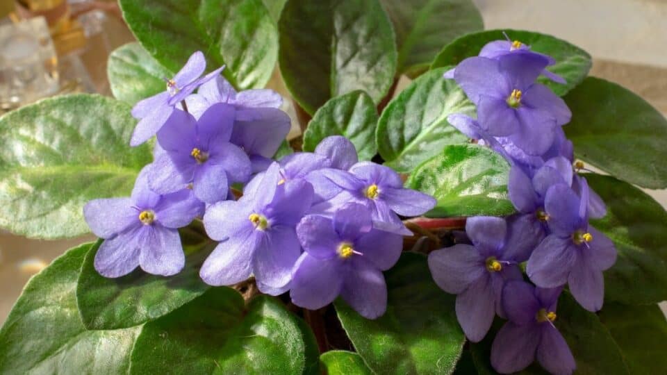 African Violet Diseases - All You Need to Know