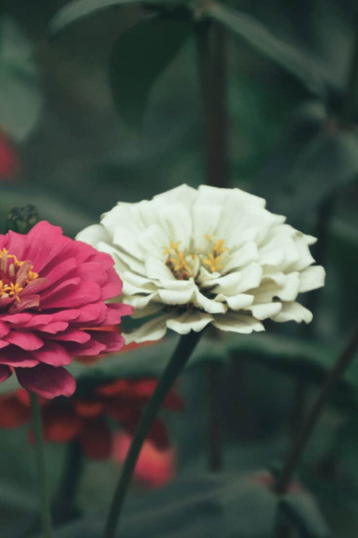 Aphids reproduce quickly and are a threat to Zinnia leaves