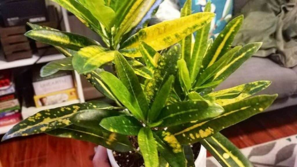 preventing rot in your banana croton plant causes and solutions