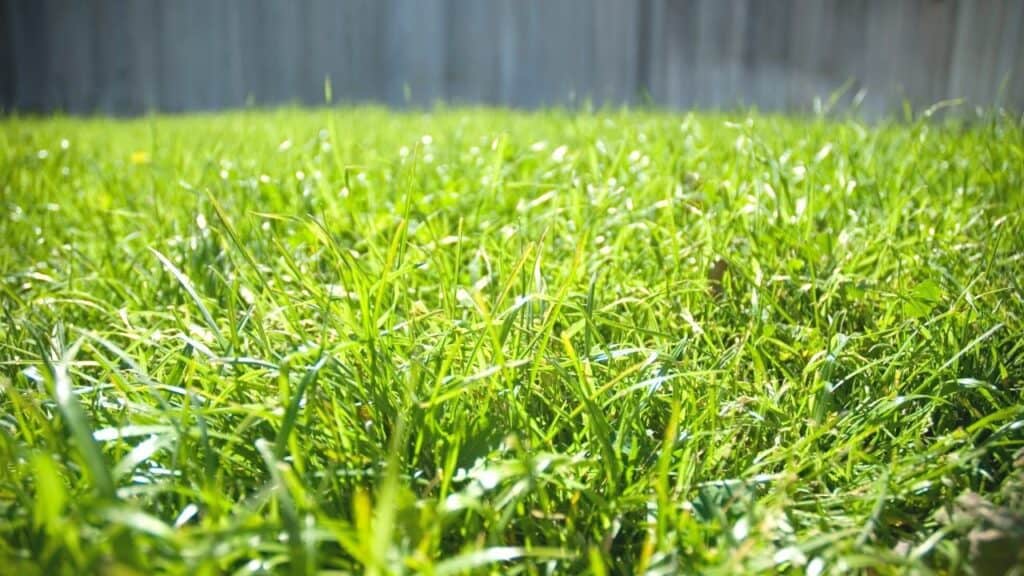 7 Reasons Why Bermuda Grass Turns Brown & How to Fix it