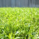 Bermuda Grass Sun Requirements