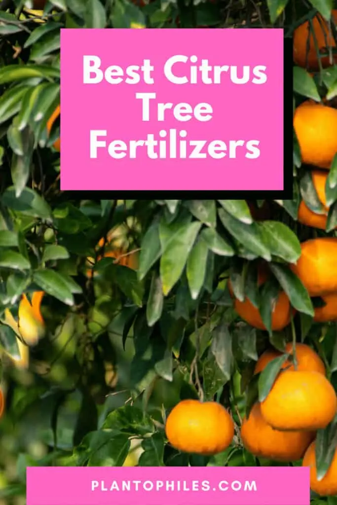 Best Citrus Tree Fertilizers