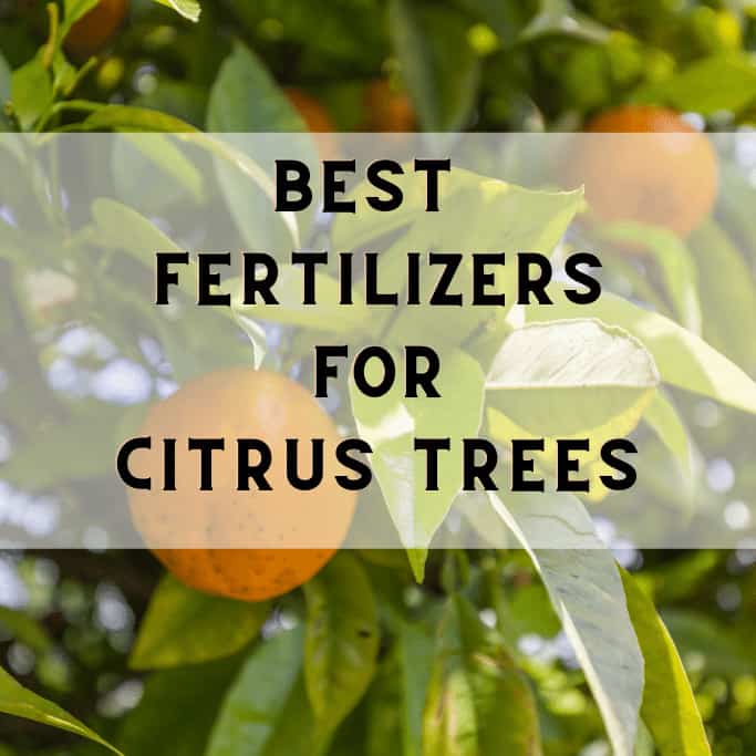 New Chempak Citrus Summer Feed Plant Food Fertilizer 200g Pk2 