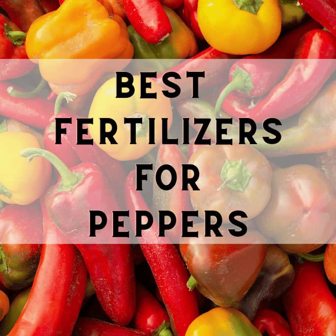 Image of Manure fertilizer for peppers