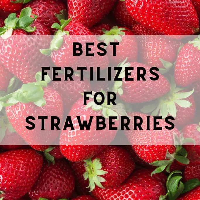 Best Fertilizers For Strawberries