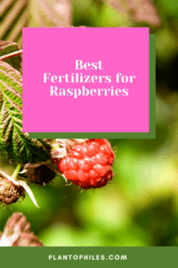 Best Fertilizers for Raspberries