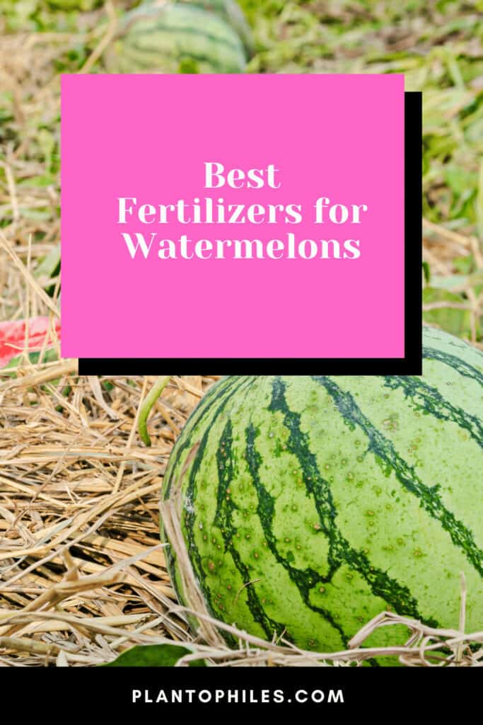 Best Fertilizers for Watermelons