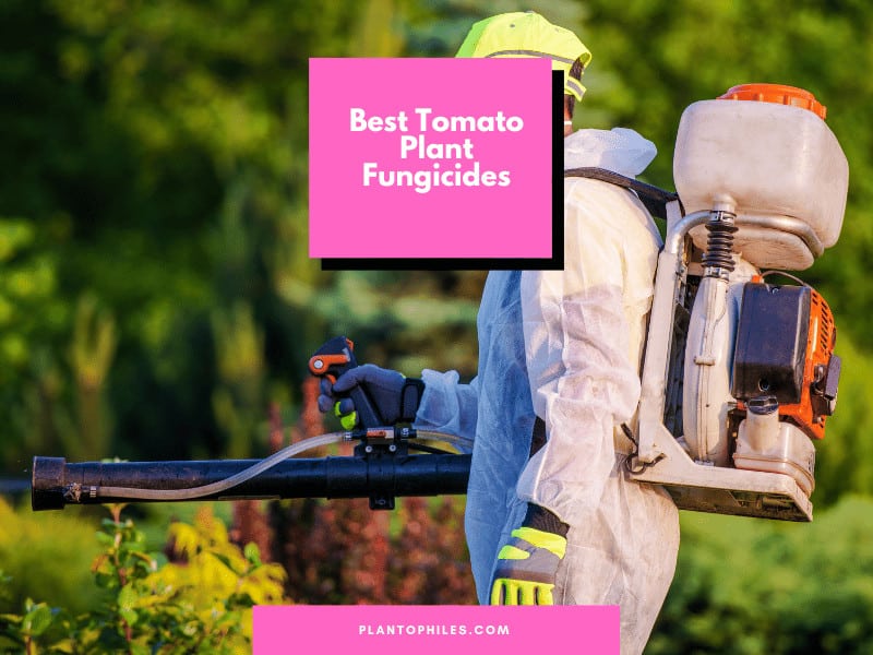 Best Tomato Plant Fungicides