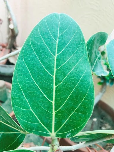 Ficus Audrey Leaf