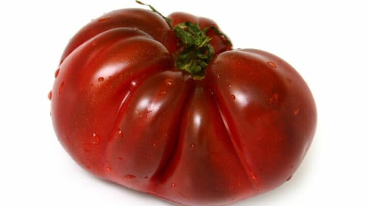 Black Krim Tomato Plant Care – What You Should Know!
