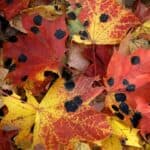 Black Spots On Maple Leaves