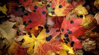 Black Spots On Maple Leaves