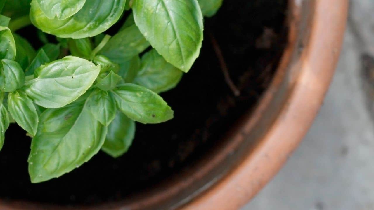 Top Reasons for Black Spots on Basil Revealed