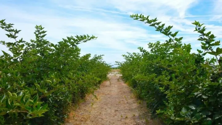 Blackberry Spacing &mdash; The Ultimate Guide