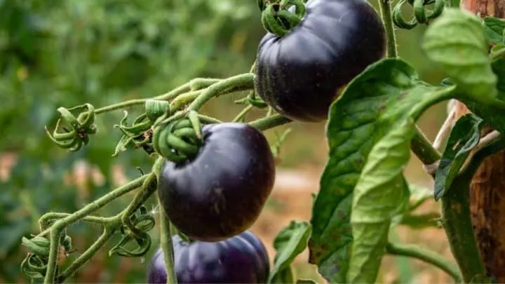 6 Different Varieties Of Blue Tomatoes That You Should Know!