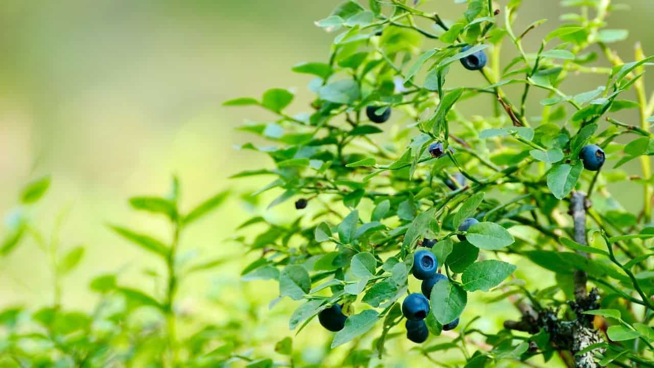 Blueberries Fertilizer