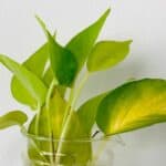 Browning Pothos Tips