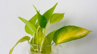 Browning Pothos Tips