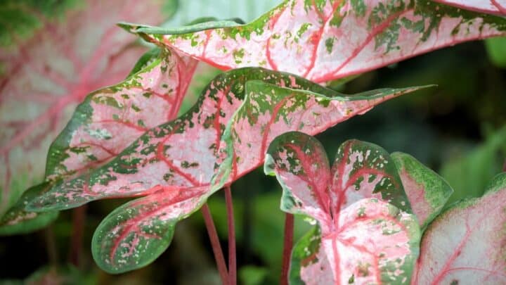 Are Caladium Poisonous?  The Truth!