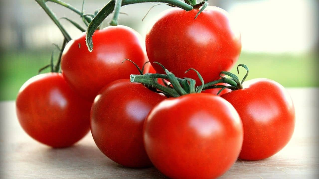 Campari Tomato