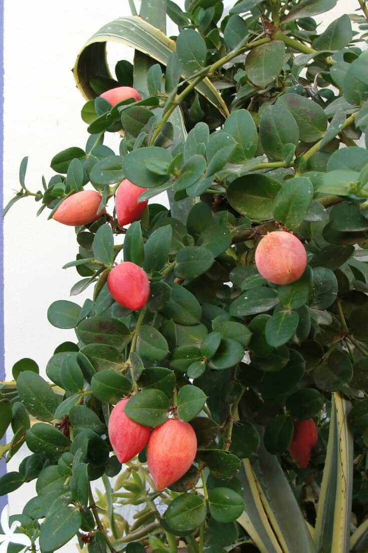 Carissa macrocarpa bearing fruit