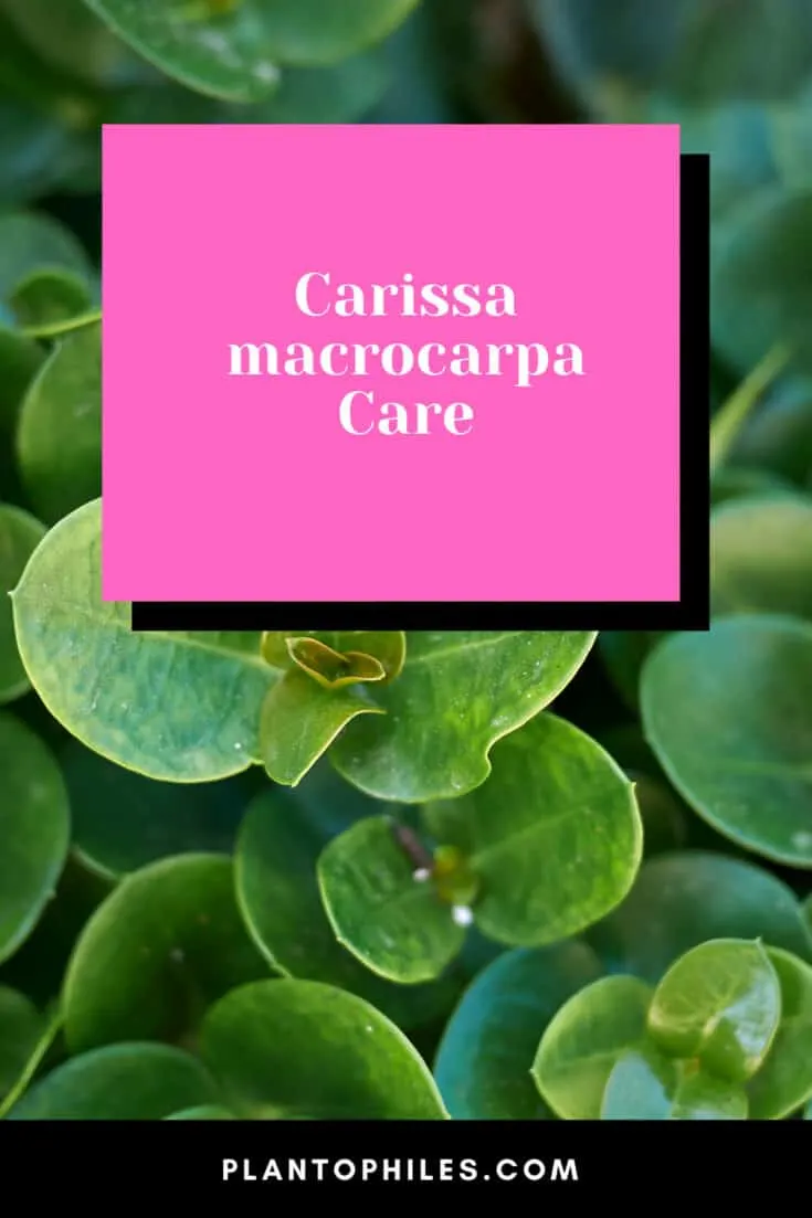 Carissa macrocarpa care