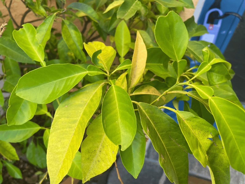Check the leaves before fertilizing a citrus plant. If they are dark green it has all the nutrients it needs for the moment. This bitter orange tree here indicates a lack of nutrients