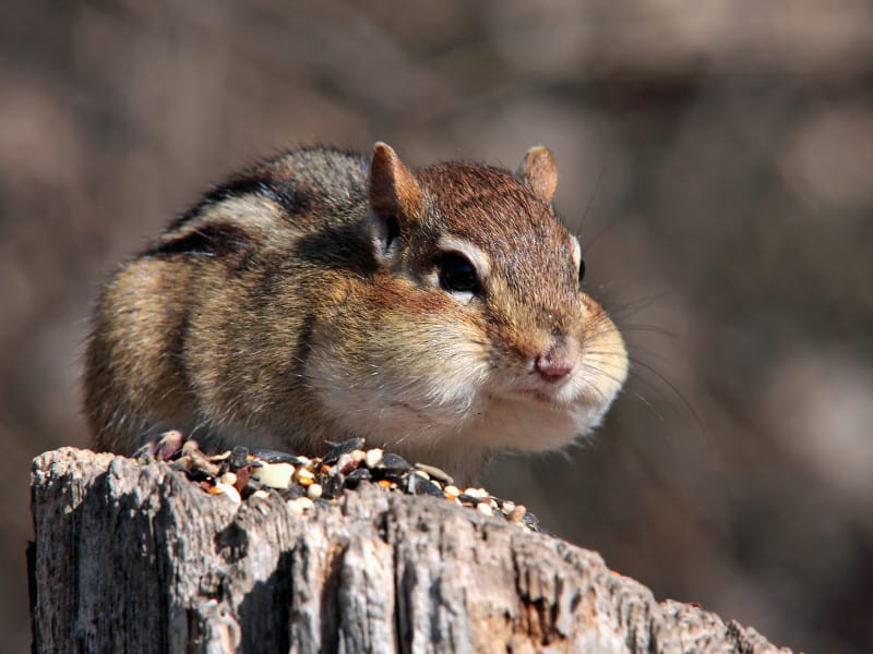 Chipmunks are daytime feeders and will eat parts of a tomato