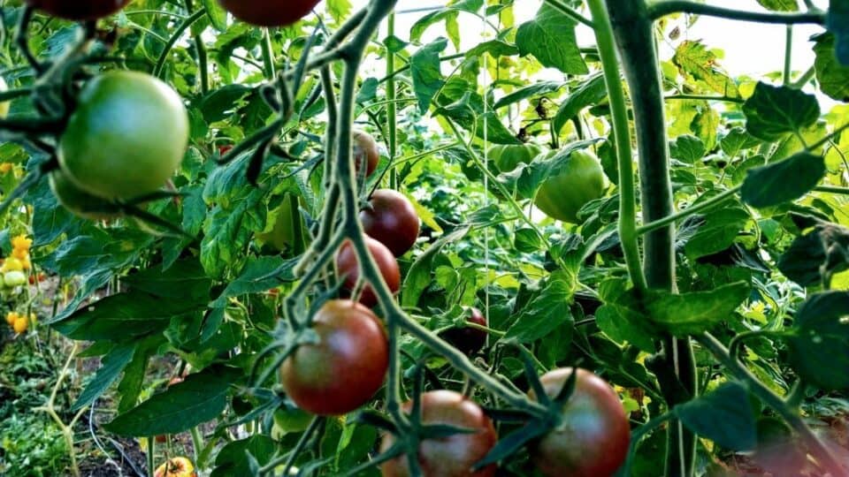 Chocolate Cherry Tomato Plant Care — A Definitive Guide