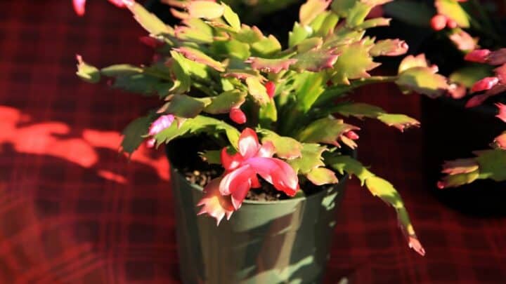 Christmas Cactus Stem Rot — Identification & Treatment