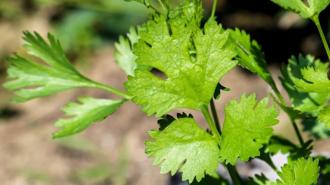 Cilantro