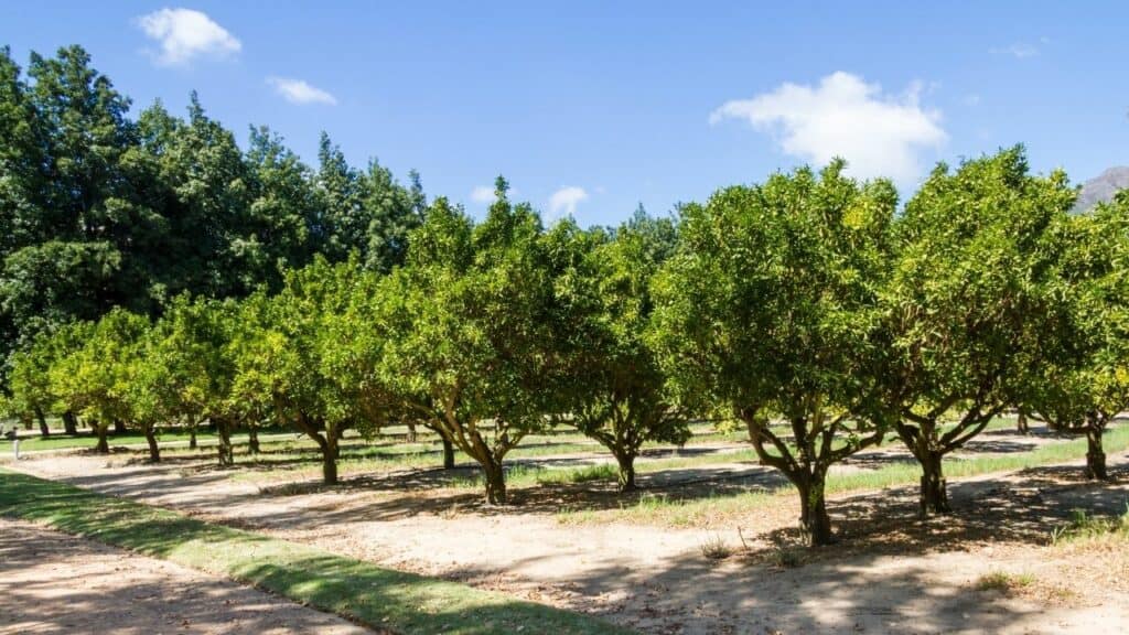 Citrus Tree Spacing ― Here's What You Need to Know