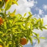 7 Best Citrus Tree Fertilizers – A Buyers Guide 3