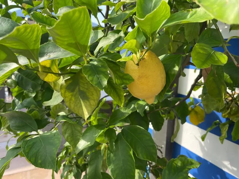 Citrus trees need lots of plant food to produce fruit