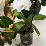 Cleaning Orchid Leaves