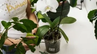 Cleaning Orchid Leaves