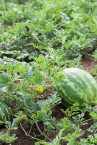 Conduct a soil test before fertilizing watermelons