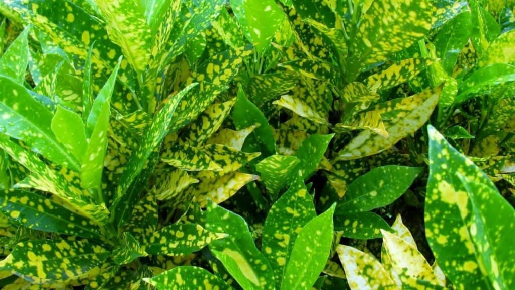 Gold Dust Croton Care — The Complete Guide 